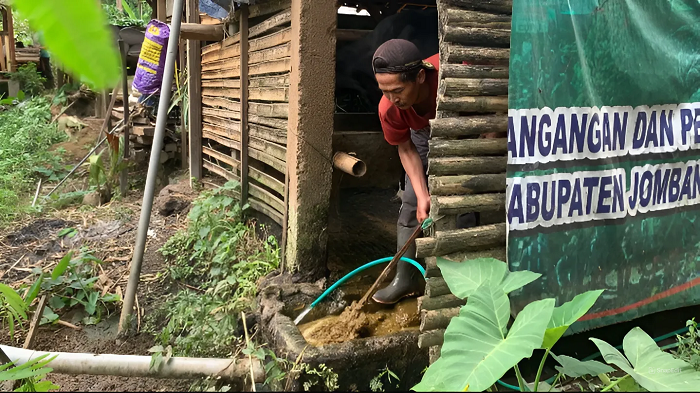Warga Wonosalam Jombang saat mengolah kotoran sapi menjadi biogas pengganti elpiji