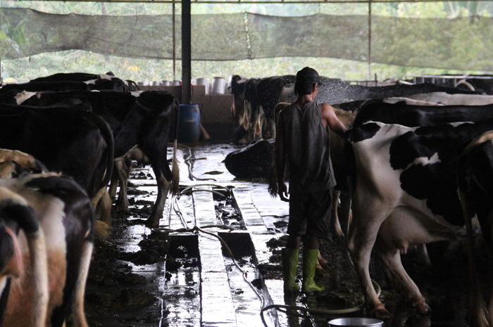 Hendri, warga Wonosalam Jombang memanfaatkan kotoran sapi di kandangnya ini jadi biogas pengganti elpiji