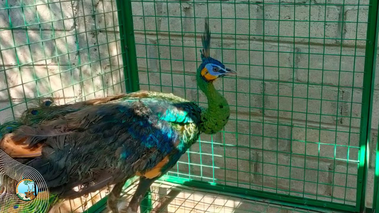 Foto burung merak hijau, hewan dilindungi yang sebelumnya disimpan di salah satu wisata di Wonosalam Jombang dan kini diserahkan ke negara