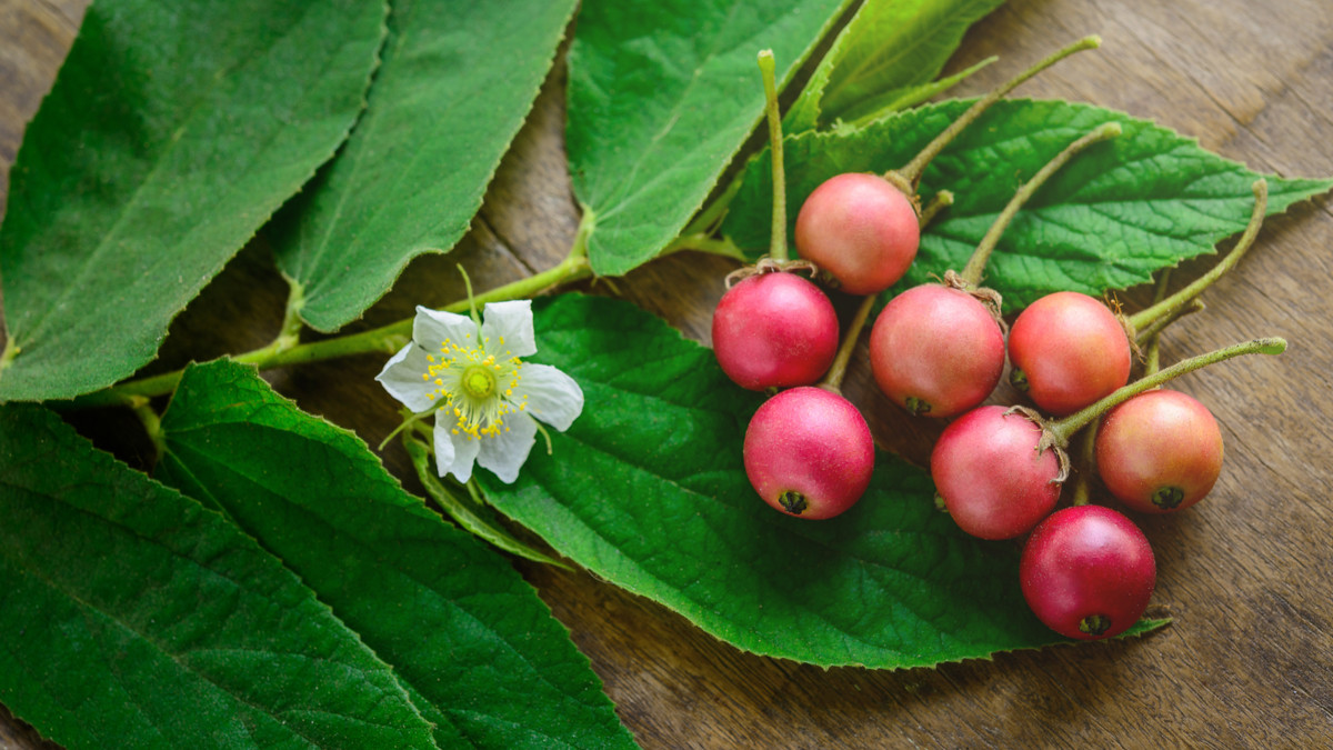 Buah keres atau kersen, buah berbentuk bulat berasa manis yang ternyata punya banyak manfaat kesehatan