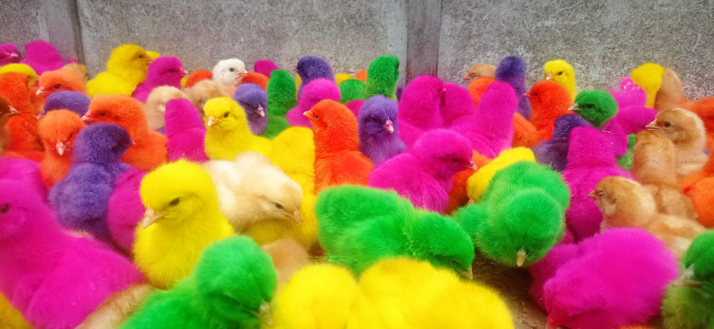 Ayam Warna-wrni produksi warga Desa Watudakon, Kesamben, Jombang