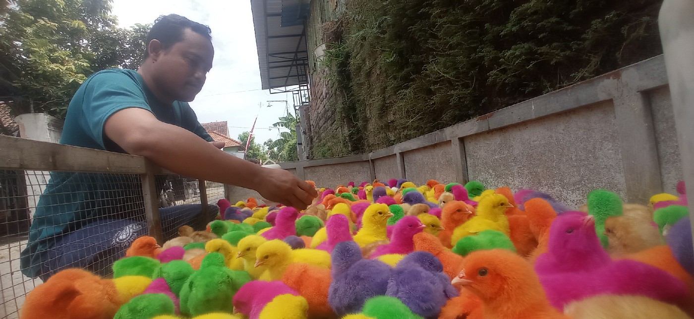 Jumain menunjukkan ayam warna yang baru saja diwarnai di rumahnya di  Desa Watudakon, Kecamatan Kesamben Jombang.