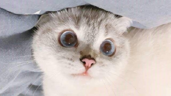 Ilustrasi jenis kusing yang cocok jadi peliharaan anda