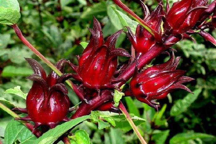 Bunga Rosela, bunga berwarna merah dengan beragam manfaat kesehatan