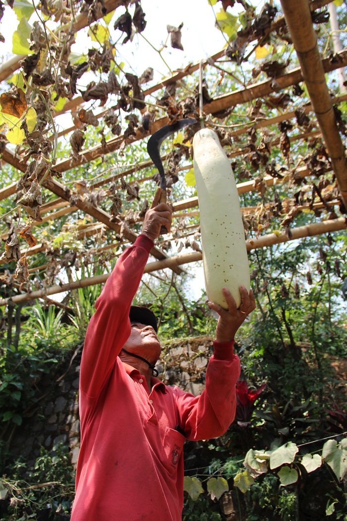 Zaenal Arifin, warga Desa Wonosalam Kecamatan Wonosalam saat memanen labu blonceng di kebunnya Rabu (18/9).