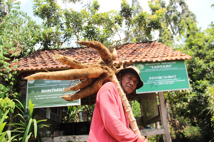 Zaenal Arifin, warga Desa/Kecamatan Wonosalam menunjukkan ketela pohon yang baru dipanen.
