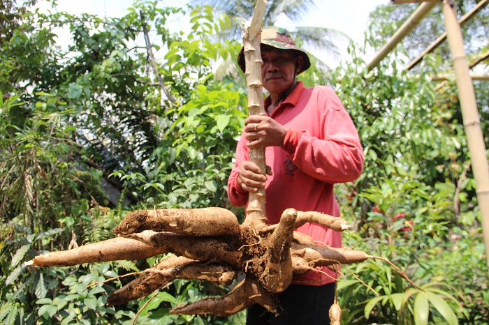 Zaenal Arifin, warga Desa/Kecamatan Wonosalam Jombang saat merawat tanaman ketela pohon di kebun
