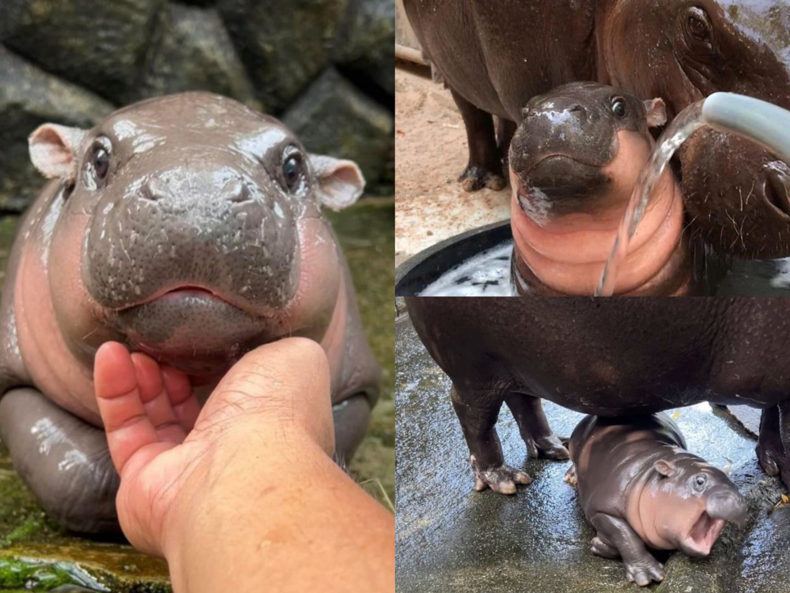 Moo Deng, Kuda Nil Lucu Asal Thailand yang kini sedang viral di medsos