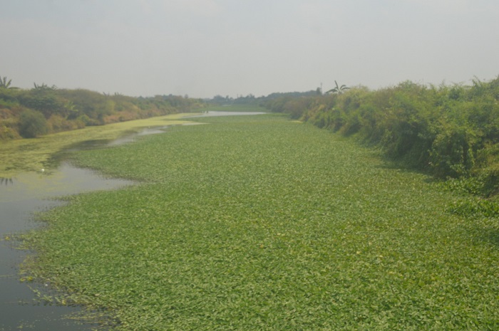 Kondisi Sungai Ngotok Ring Kanal Jombang yang dipenuhi eceng gondok dan kangkung