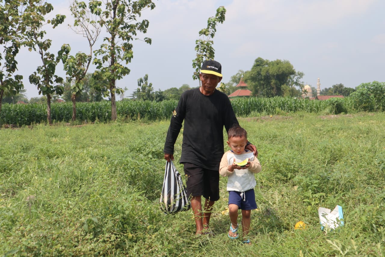 Momentum Panen semangka di Jombang diubah petani jadi wisata petik semangka dadakan