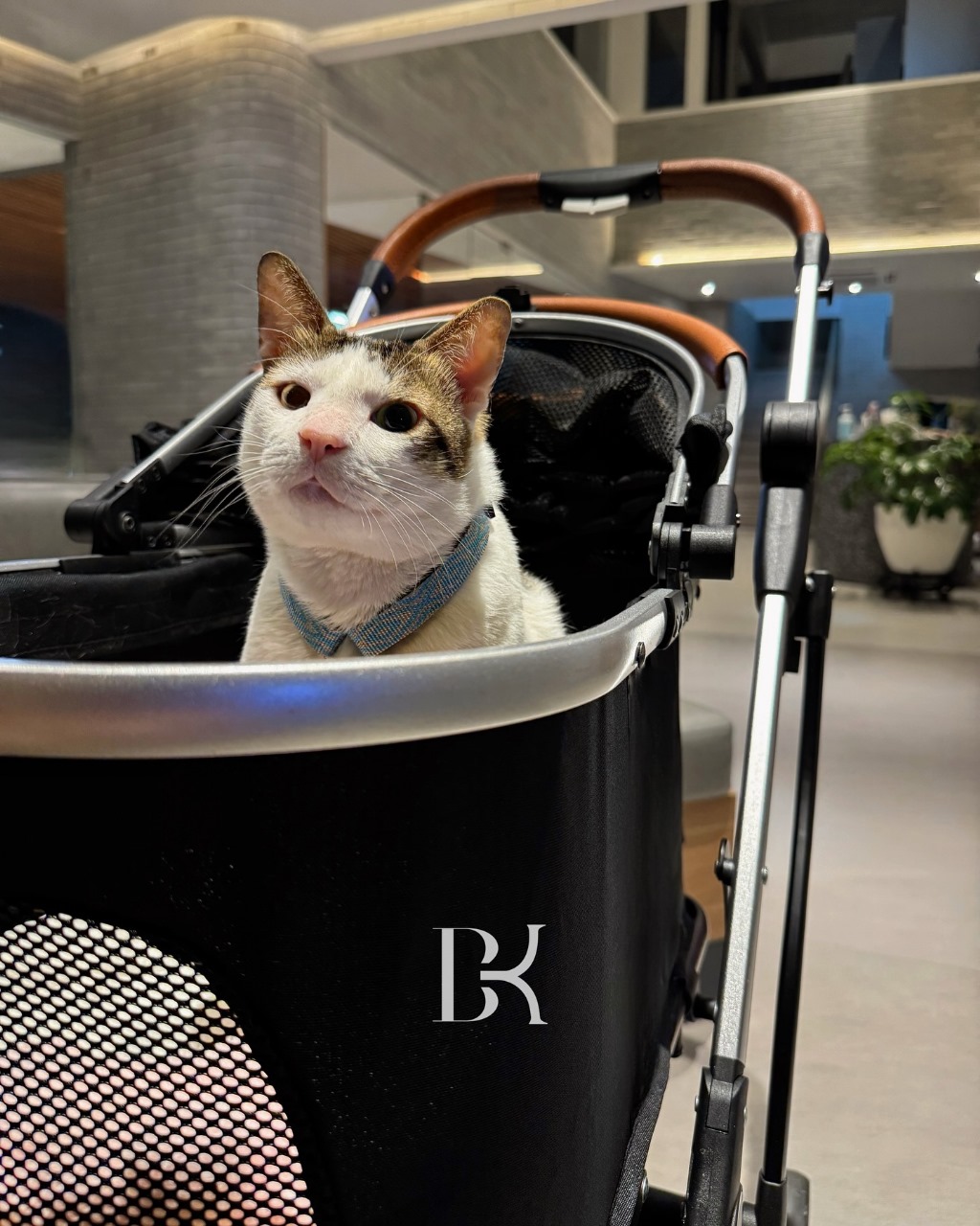 Bobby kertanegara, Kucing kesayangan Presiden Prabowo