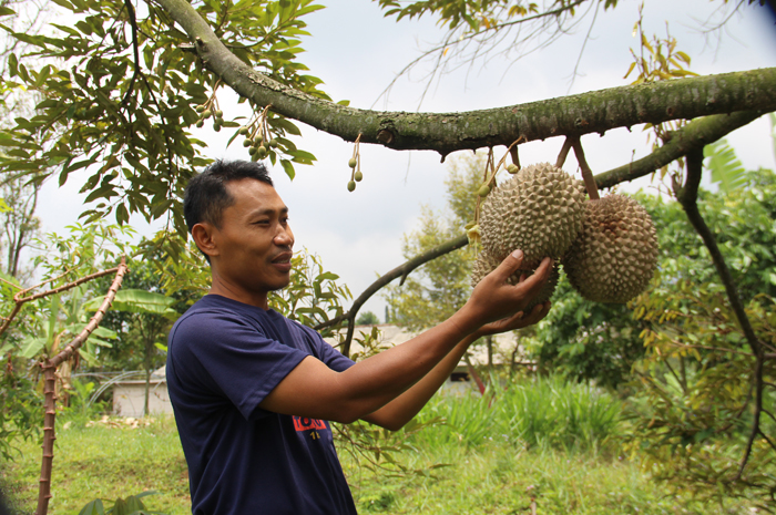 Mushir, 40, pengelola kebun durian Wonosalam saat merawat durian menjelang musim panen.