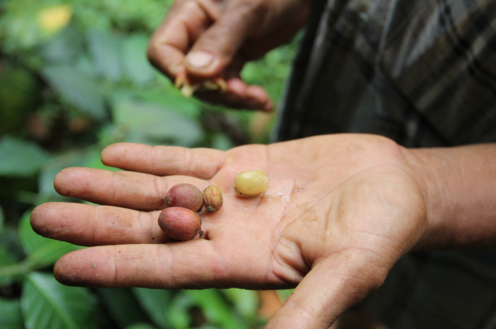 Petani kopi Wonosalam Jombang menunjukkan panen kopi liberika hasil pengembangannya