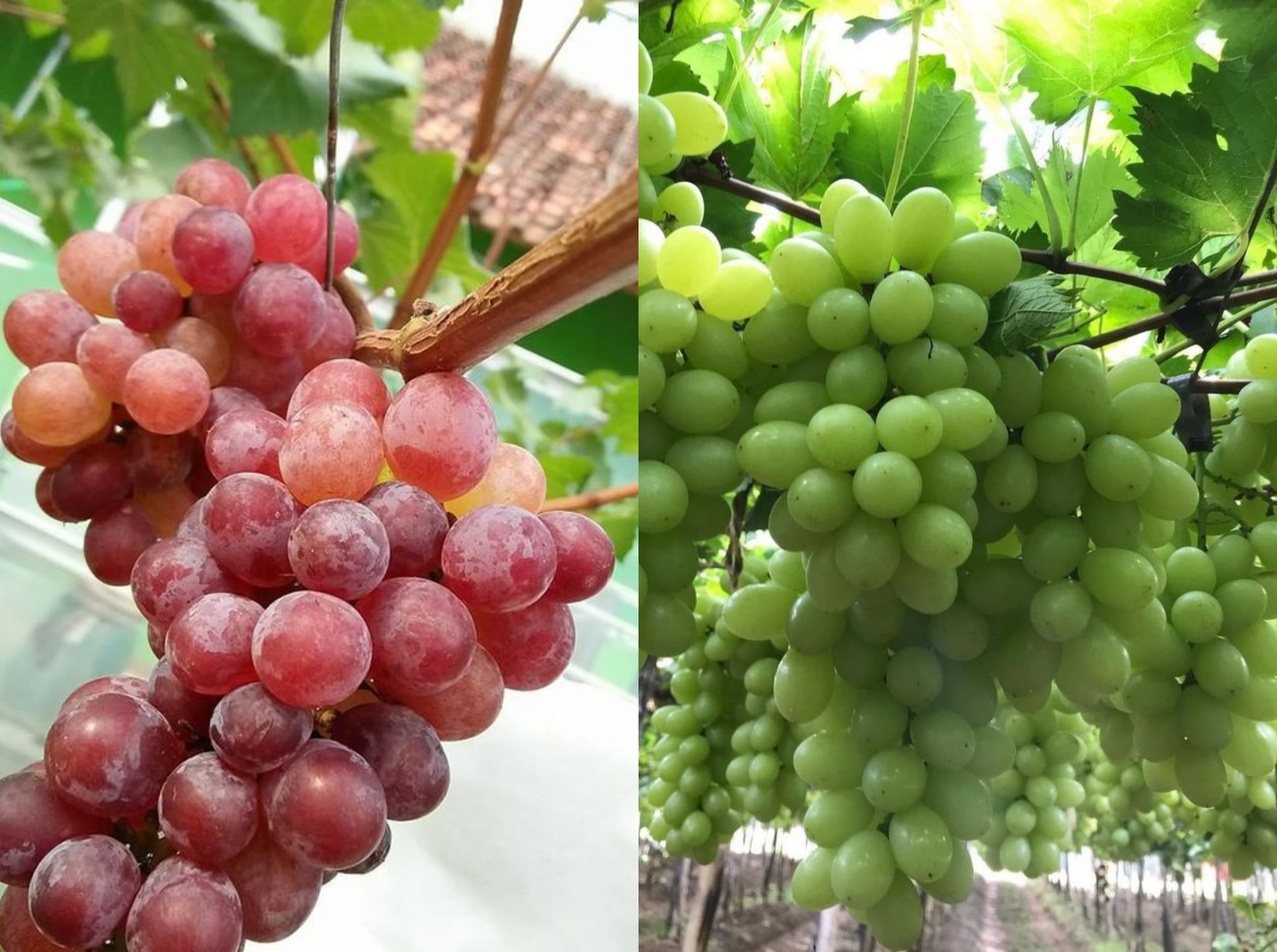 Perbandingan khasit anggur muscat dan anggur merah