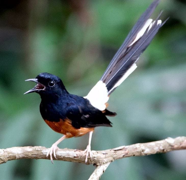 Ilustrasi memelihara burung dipercayai bisa mendatangkan rezeki