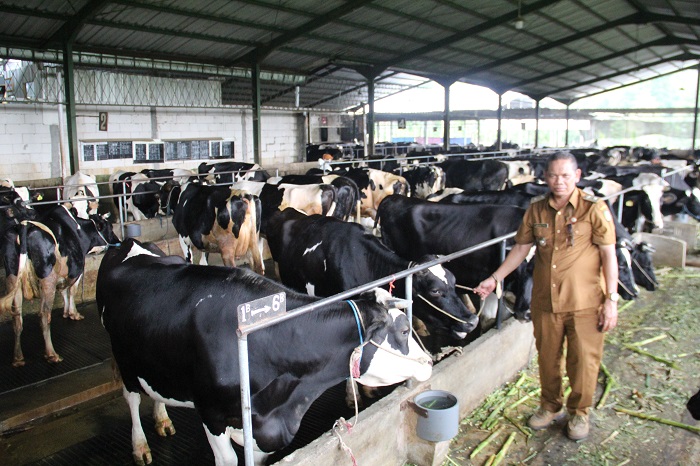 PENYANGGA PEREKONOMIAN WARGA: Kepala Desa Galengdowo Wartomo saat meninjau peternakan sapi perah di Dusun Pengajaran.