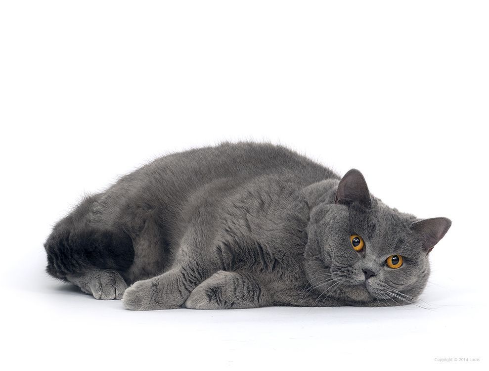 Kucing British Shorthair yang  kini lagi populer dan harga jualnya mencapai puluhan juta rupiah