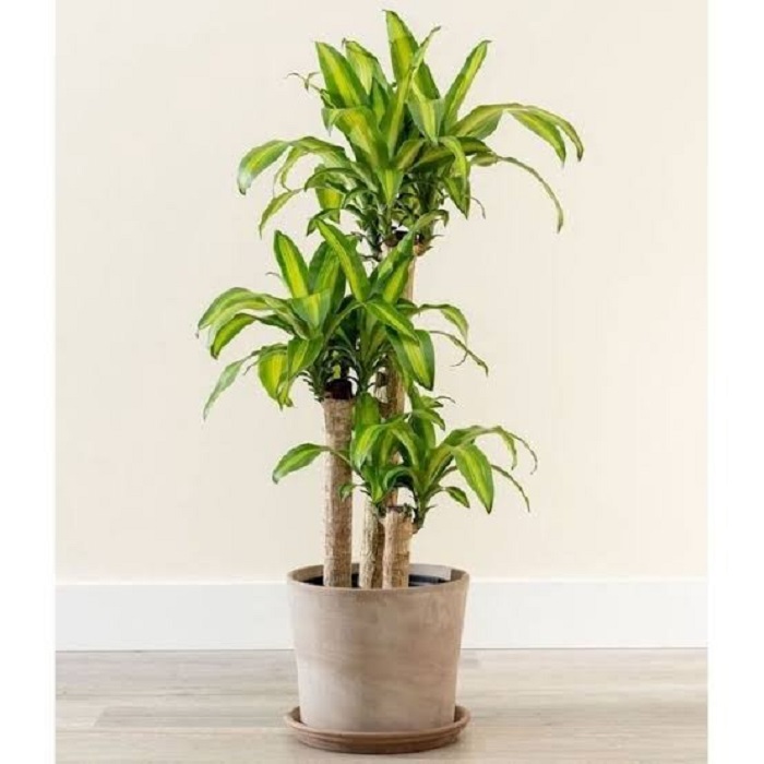 Dracaena Janet Craig  atau Dracaena Fragrans