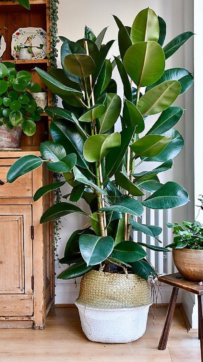 Tanaman karet atau Ficus elastica