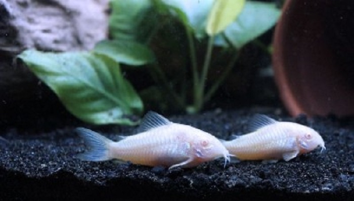 Ikan lele cory