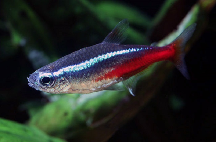 Ikan neon tetra