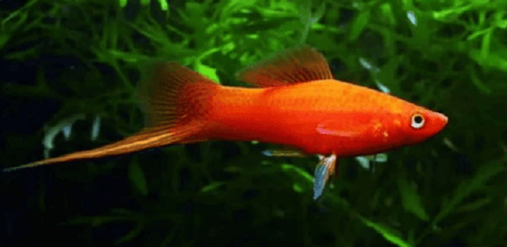 Ikan swordtail atau ikan pedang