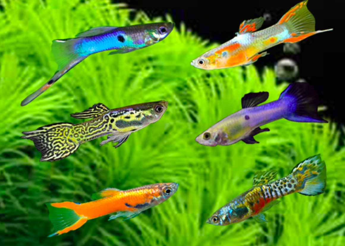 Ikan guppy yang cocok untuk pemula
