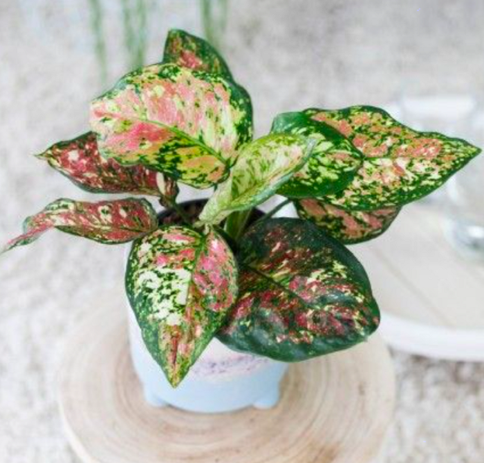Tanaman Aglaonema