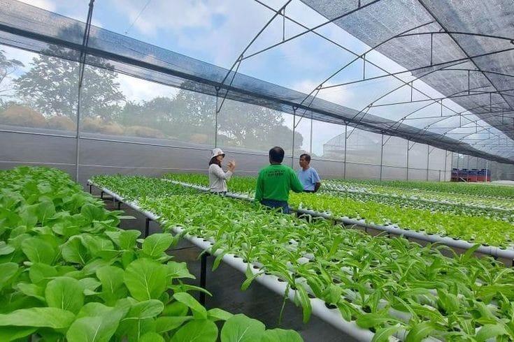 Ilustrasi petani milenial