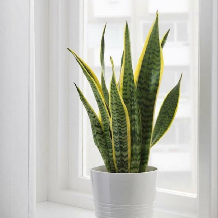 Lidah mertua atau Sansevieria