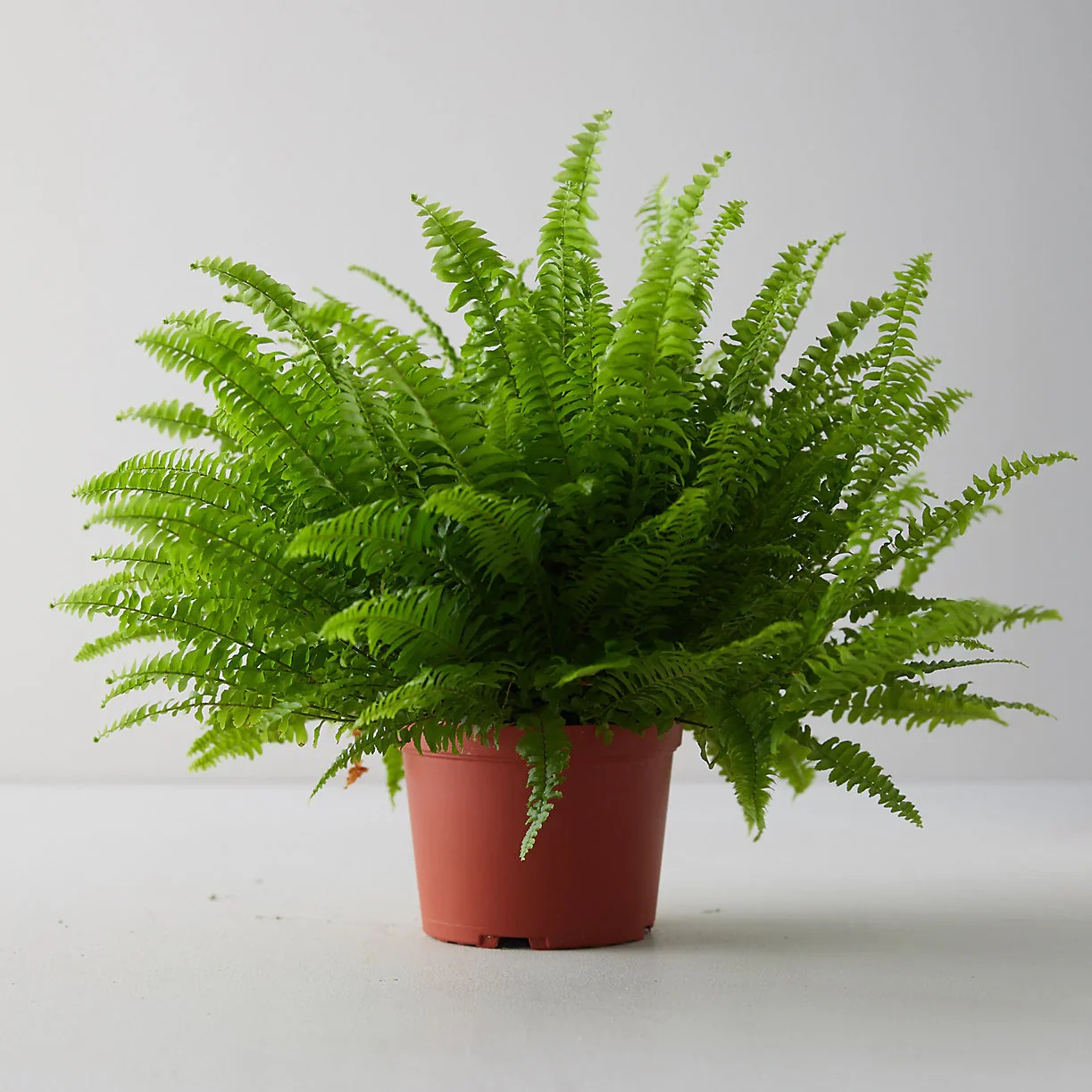 Pakis Boston  atau Nephrolepis exaltata