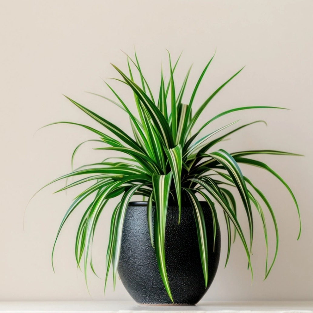 Tanaman laba-laba alias Chlorophytum comosum