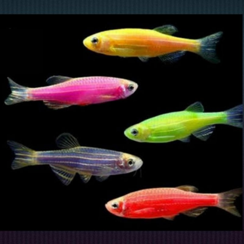 Ikan zebra danio