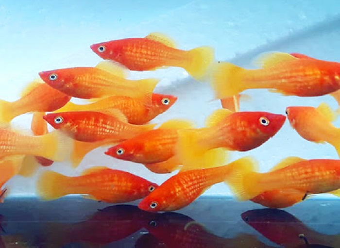 Ikan platty