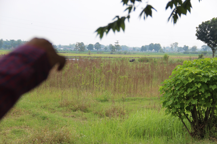 Lahan seluas 3,7 hektare di Desa Denanyar, Kecamatan Jombang rencananya dibangun pasar.
