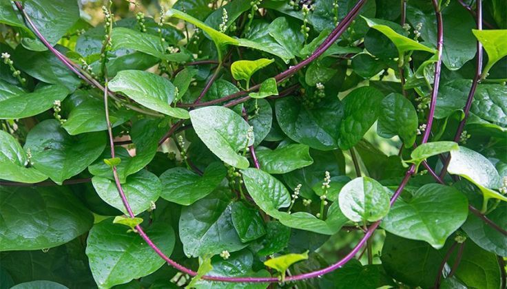 Daun binahong dan manfaatnya untuk kesehatan