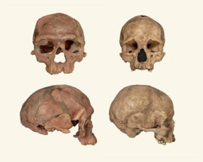 Fosil anggota awal Homo sapiens yang ditemukan di Maroko (kiri) memperlihatkan bentuk tengkorak yang lebih memanjang dibandingkan manusia modern (kanan).