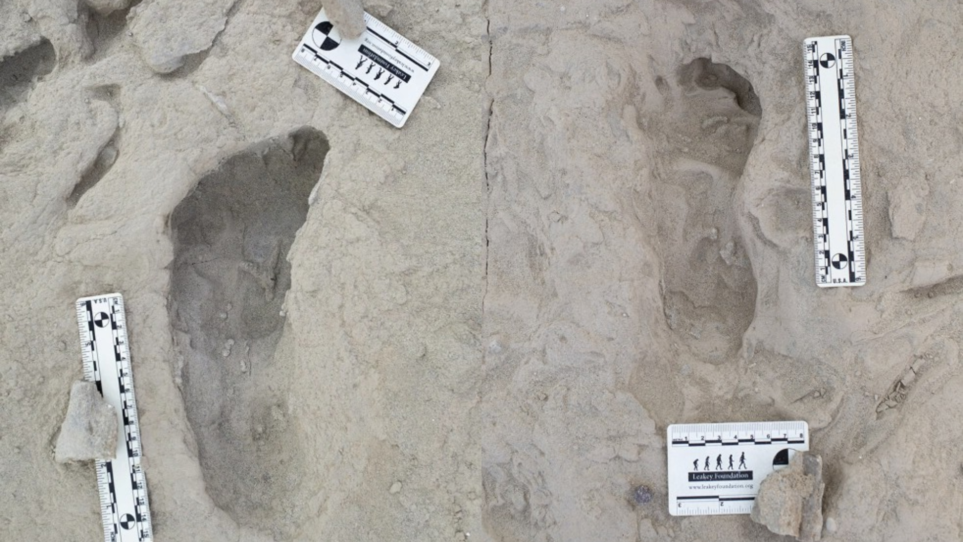 Fosil jejak Kaki Paranthropus boisei (kiri) dan fosil jejak kaki homo Erectus (kanan) di Kenya ini membuktikan dua spesies manusia purba sempat berinteraksi dan hidup bersama