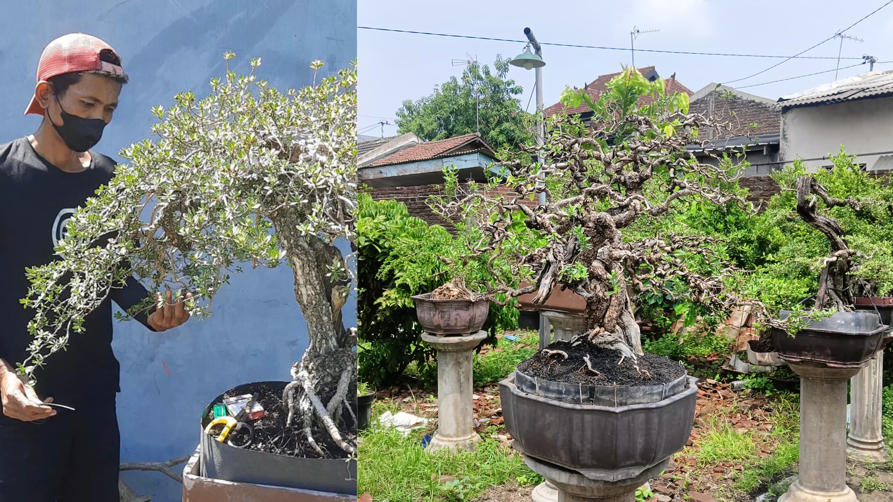 Heri yang sedang merawat bonsai miliknya