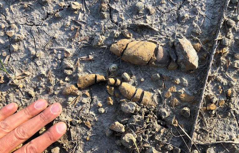 Sampel feses Dinosaurus yang telah menjadi fosil menunjukkan perubahan pola makan dinosaurus.