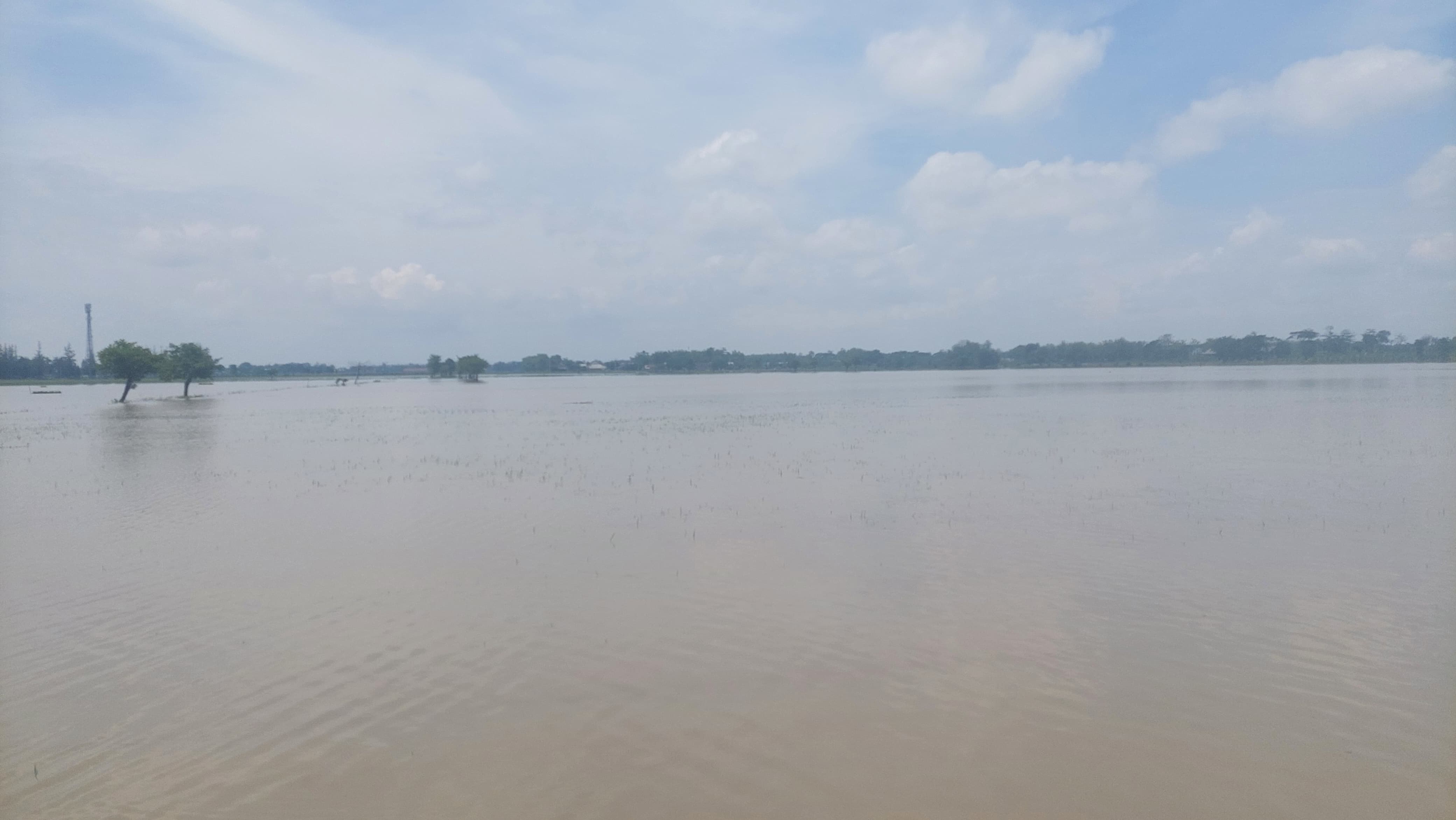 Areal persawahan di Kesamben, Jombang yang terendam banjir gegara Afvour Watudakon yang meluap
