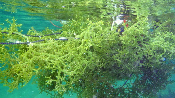Rumput laut, tanaman yang ternyata punya manfaat banyak bagi kesehatan