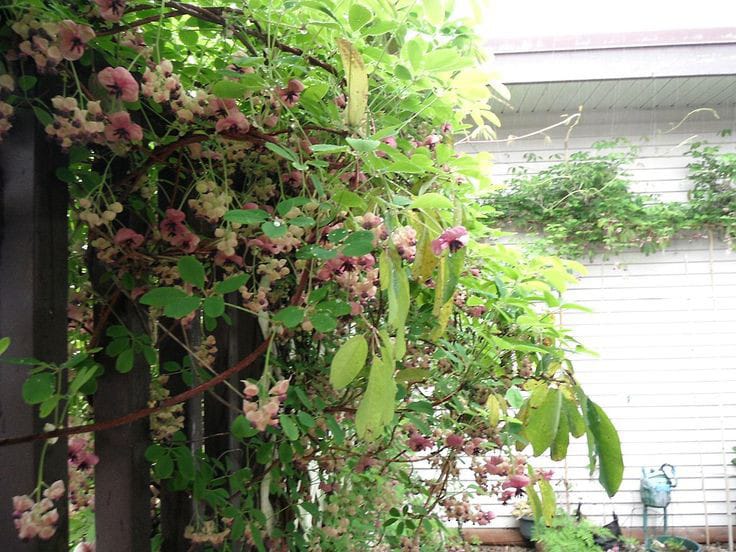 Akebia, bunga merambat yang bisa bikin rumah makin indah