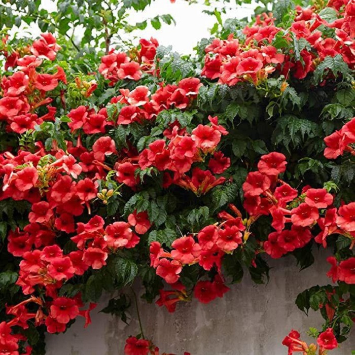 Trumpet Vine, bunga merambat yang recomended banget buat memperindah rumah
