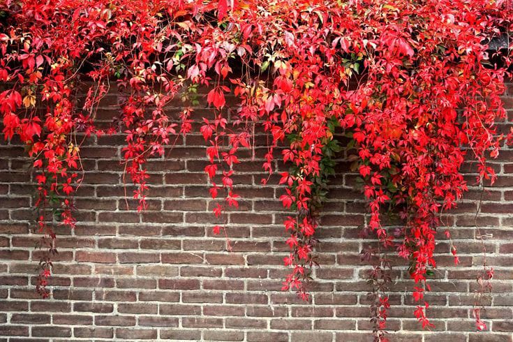 Virginia Creeper, bunga merambat yang memperindah rumah
