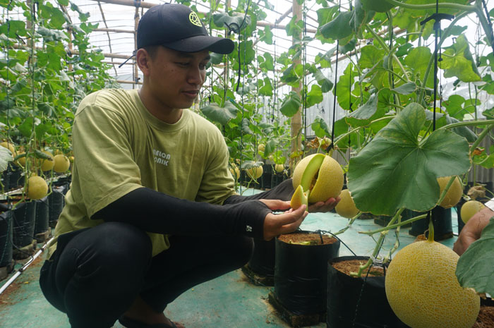 JUICY DAN RENYAH: Ahmad Lafillian Rohmadhi saat memeriksa buah melon di salah satu greenhouse milik mitra.