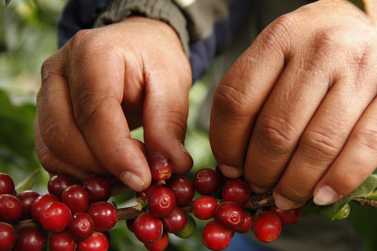 Beberapa jenis kopi arabika terbaik asal Indonesia. ini Rekomendasinya