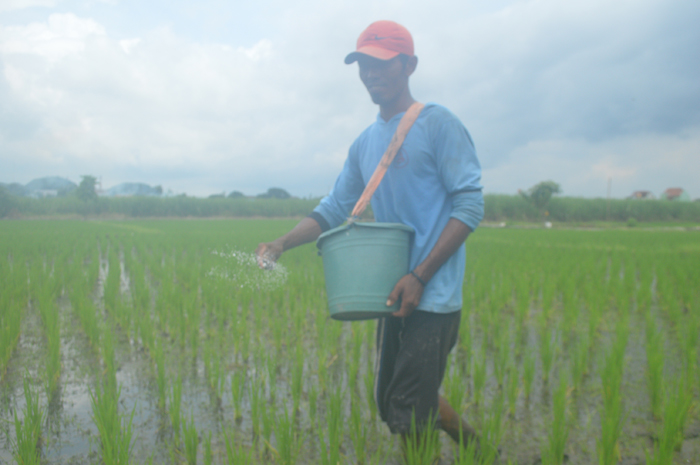 Petani di Desa Cukir, Kecamatan Diwek memupuk tanaman padi menggunakan pupuk non-subsidi.
