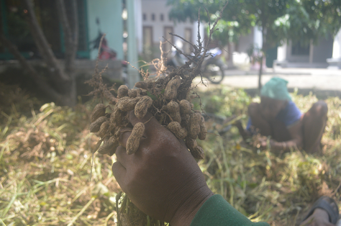 Petani kacang tanah di Desa Brodot, Kecamatan Bandarkedungmulyo memisahkan kacang dari tangkainya.