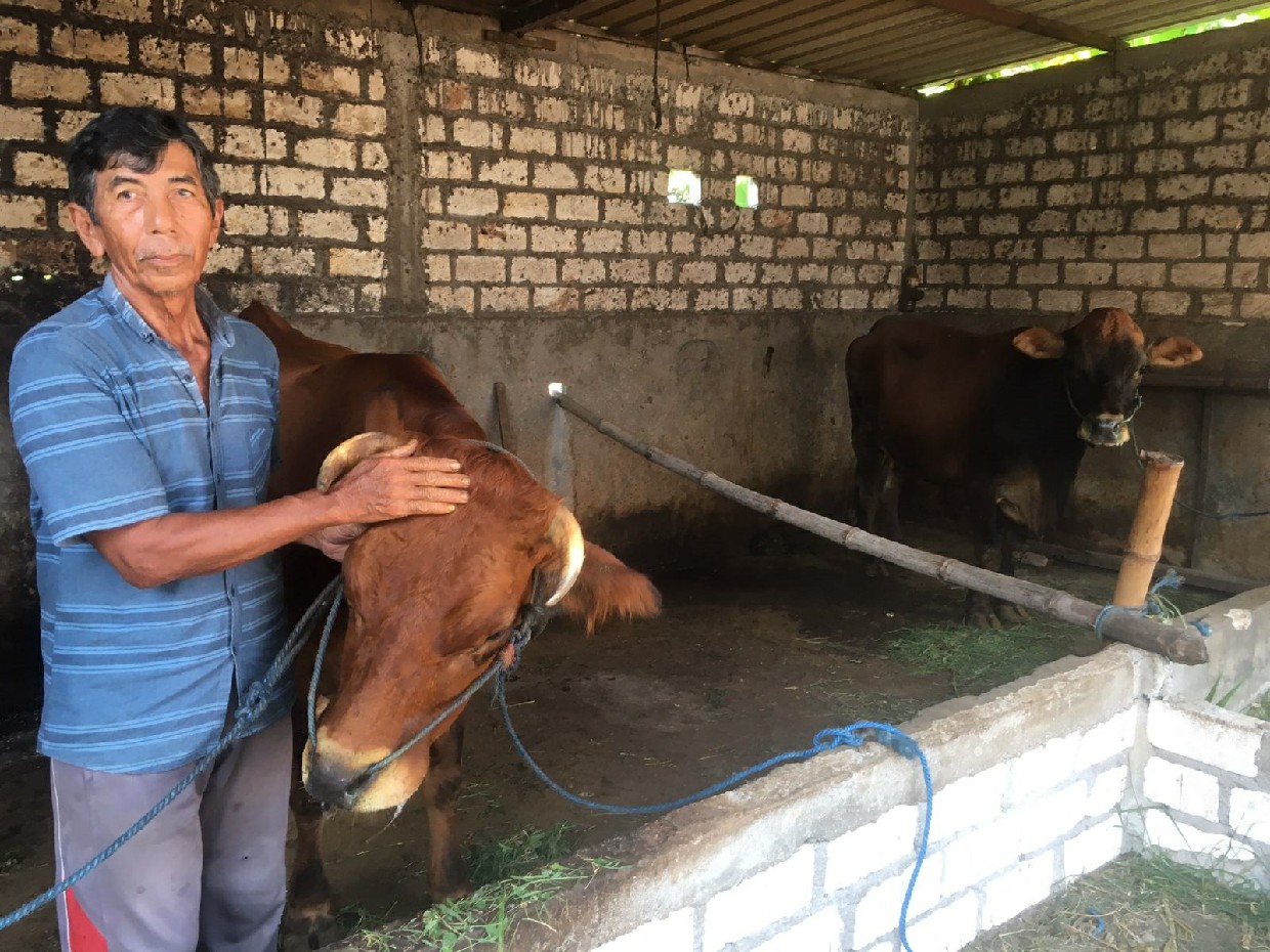 Sapi terkena wabah PMK di Desa Sukodadi, Kecamatan Kabuh (11/1).